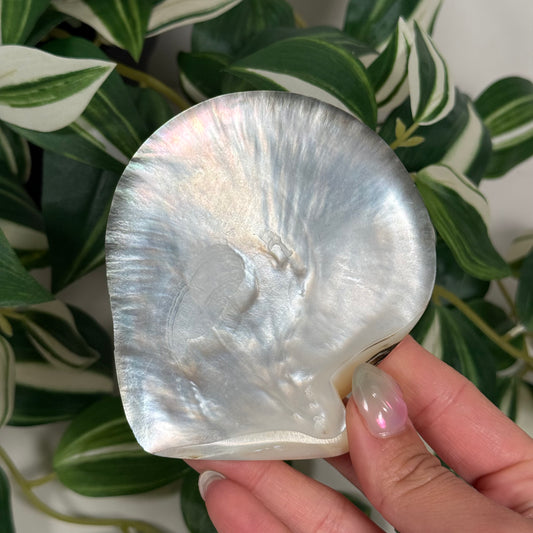 Black lip mother of pearl shell