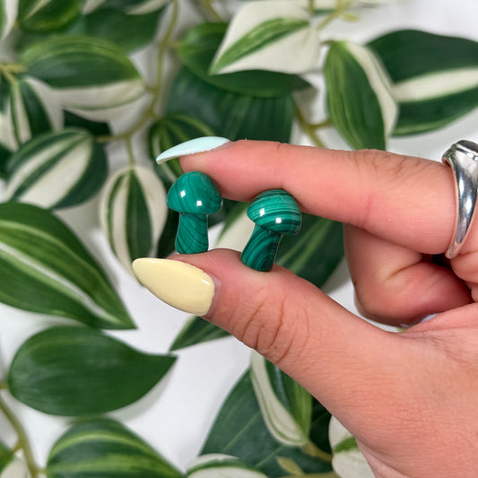 Mini malachite mushroom