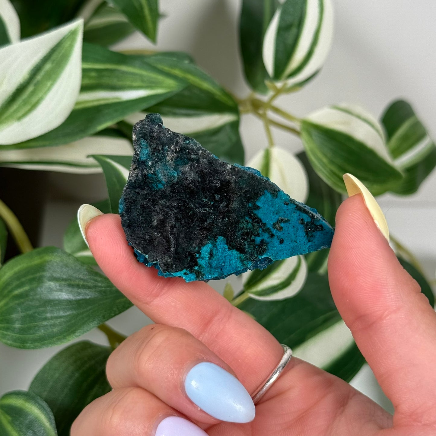 Cunyari chrysocolla 32