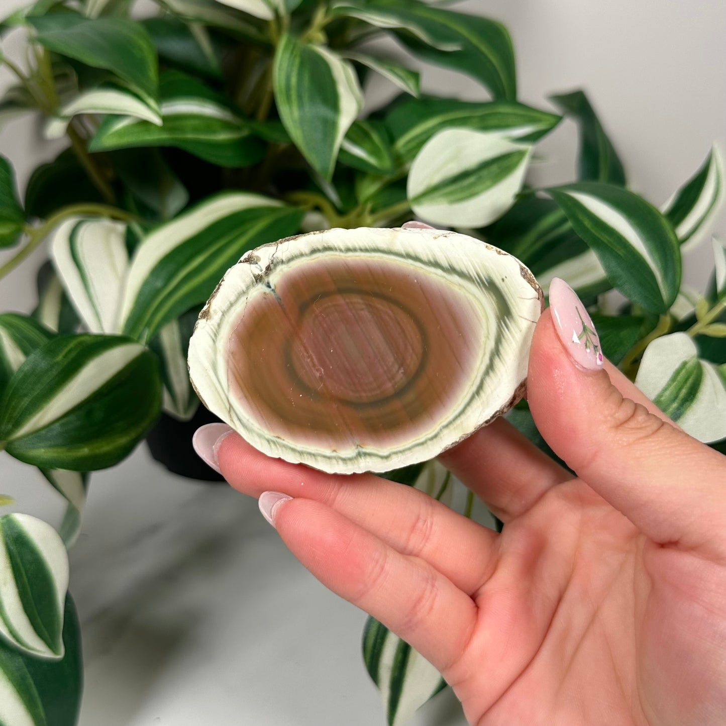 Royal imperial jasper 50