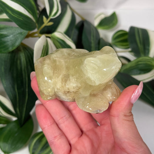 Autralian prehnite frog