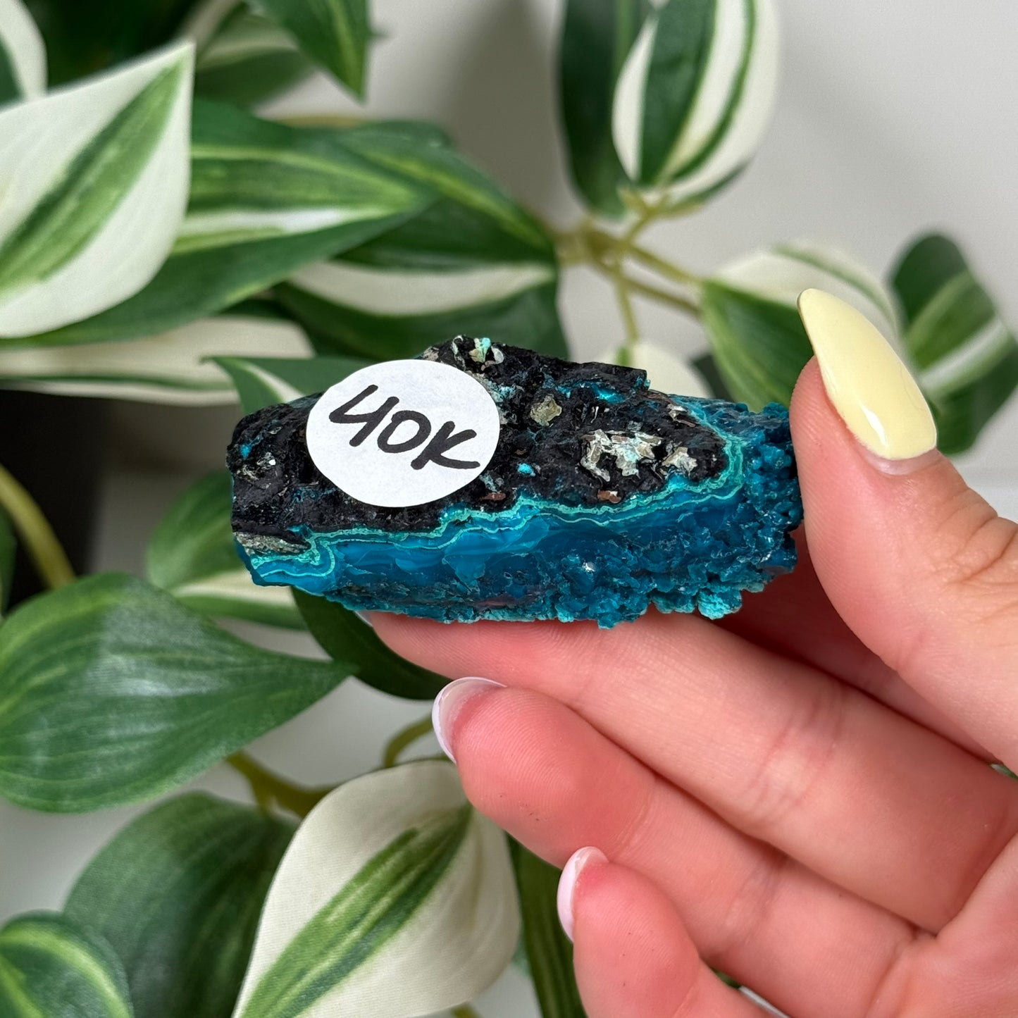 Cunyari chrysocolla 40