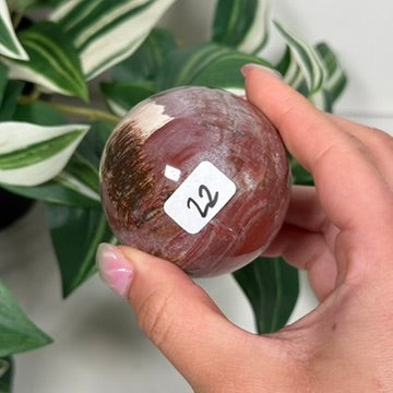 Petrified wood sphere