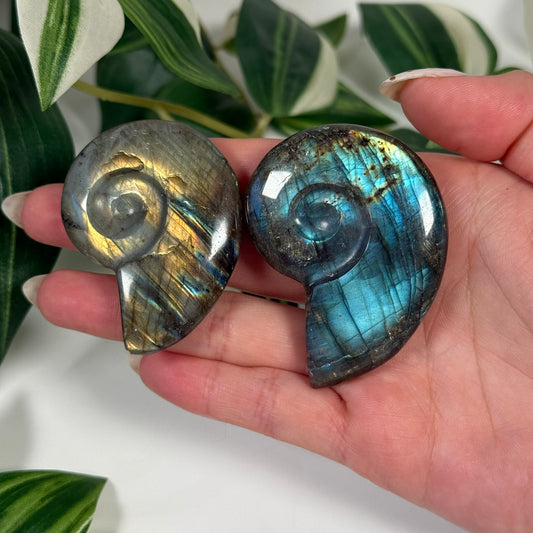 Labradorite ammonite