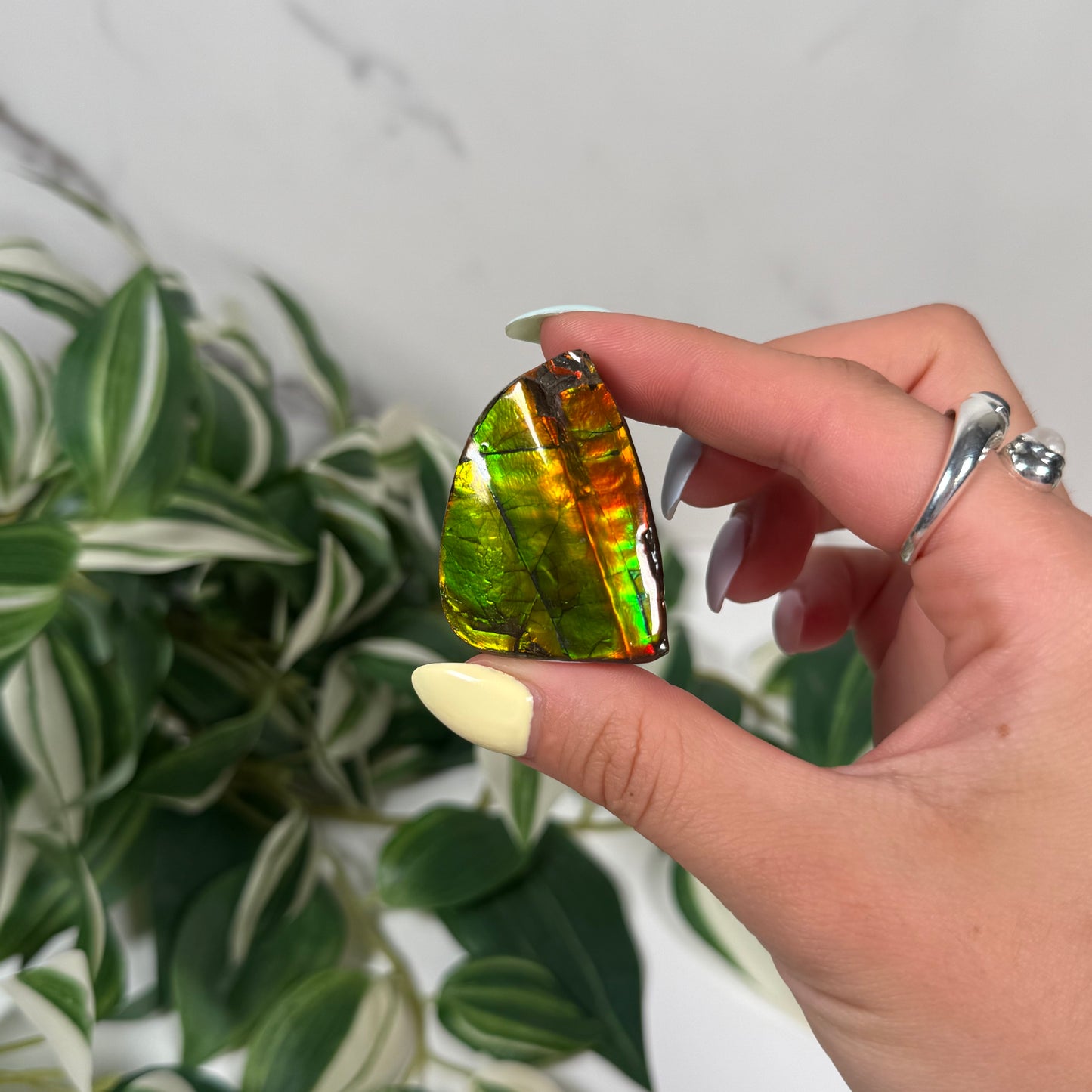 Ammolite freeform