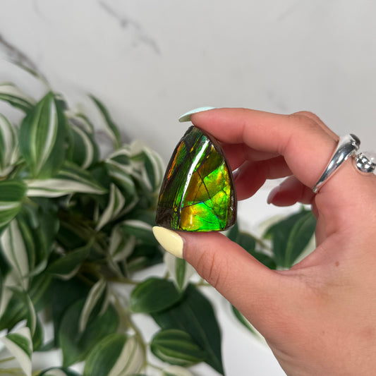Ammolite freeform