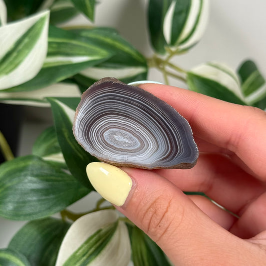 Botswana agate 50