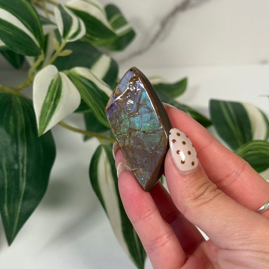 Ammolite cabochon
