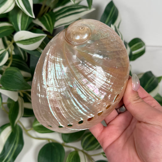 Polished abalone shell