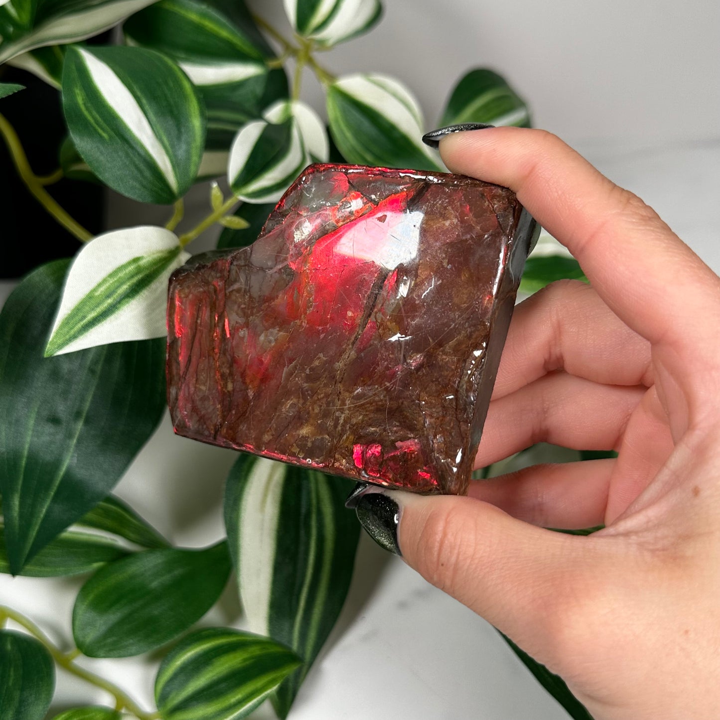 Red flash ammolite