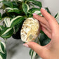 Royal imperial jasper 50