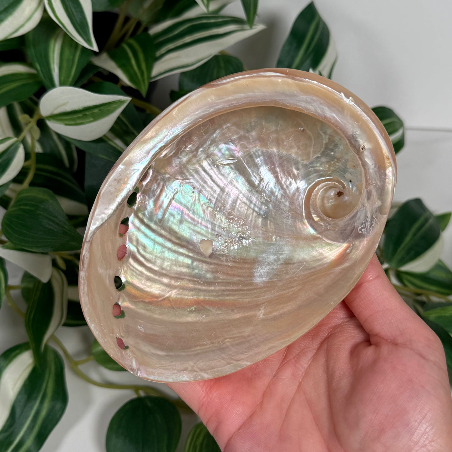 Polished abalone shell