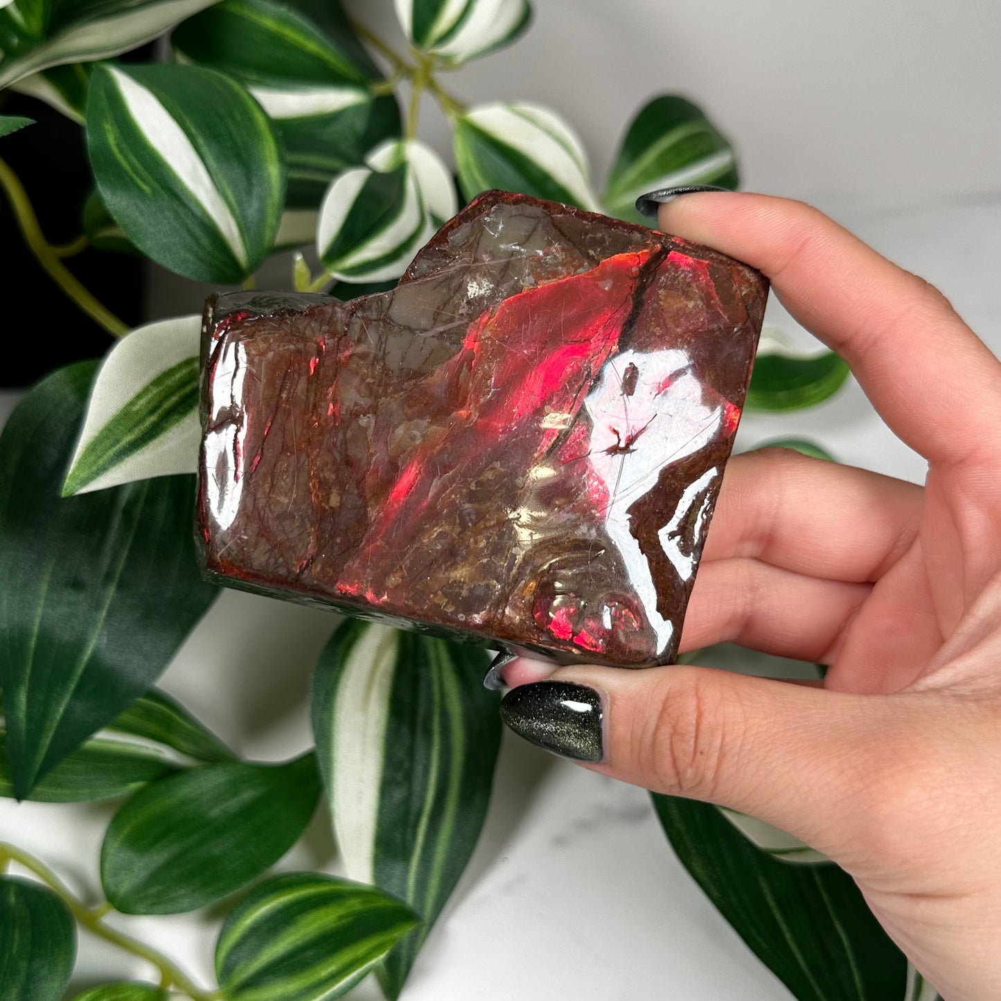 Red flash ammolite