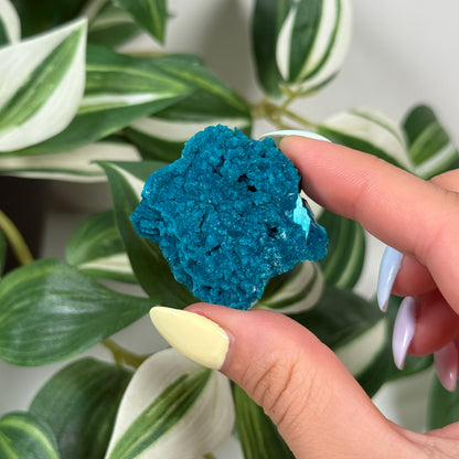 Cunyari chrysocolla 35