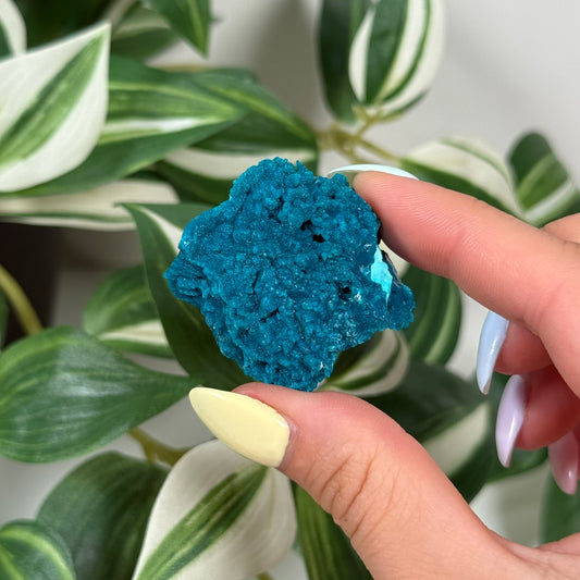 Cunyari chrysocolla 35