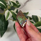Ammolite cabochon