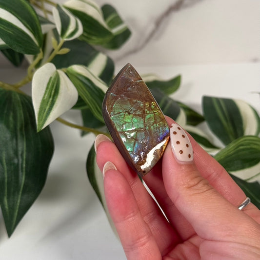 Ammolite cabochon
