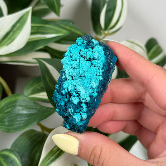 Cunyari chrysocolla 40