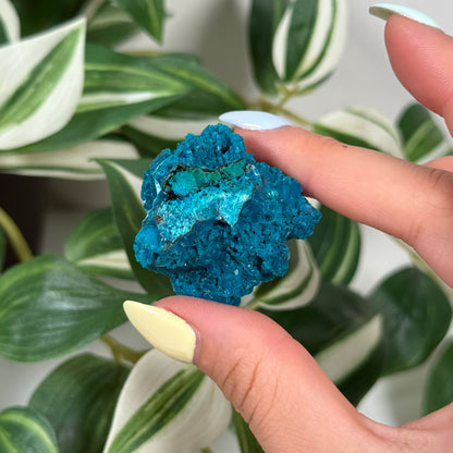 Cunyari chrysocolla 35