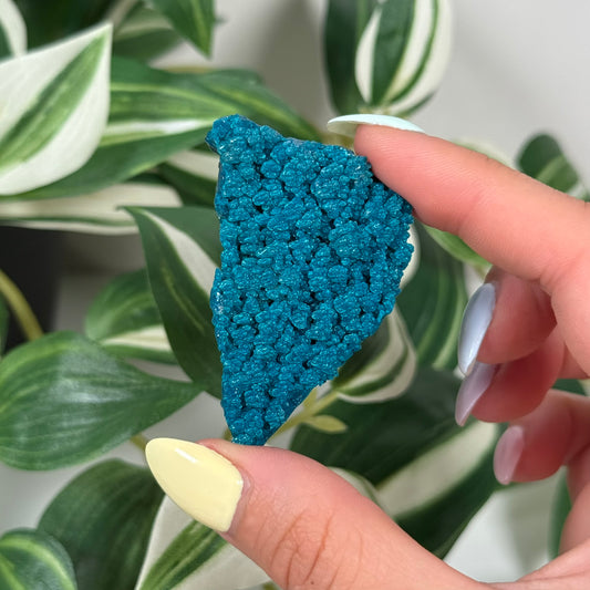 Cunyari chrysocolla 32