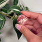 Rhodochrosite mini sphere