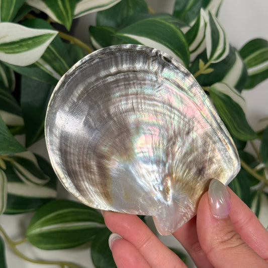 Black lip mother of pearl shell