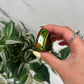 Ammolite freeform