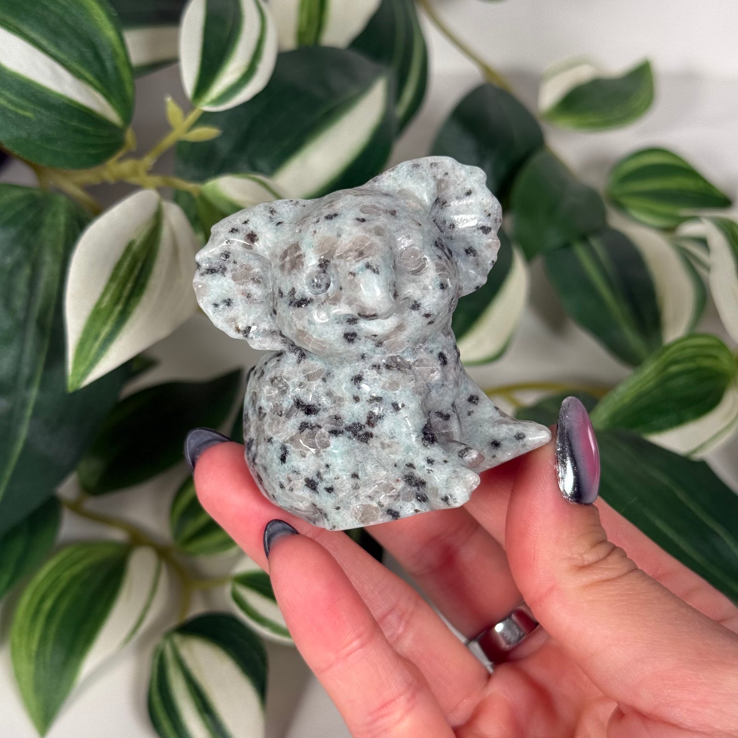 Kiwi jasper koala