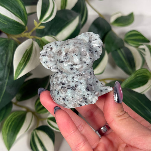 Kiwi jasper koala