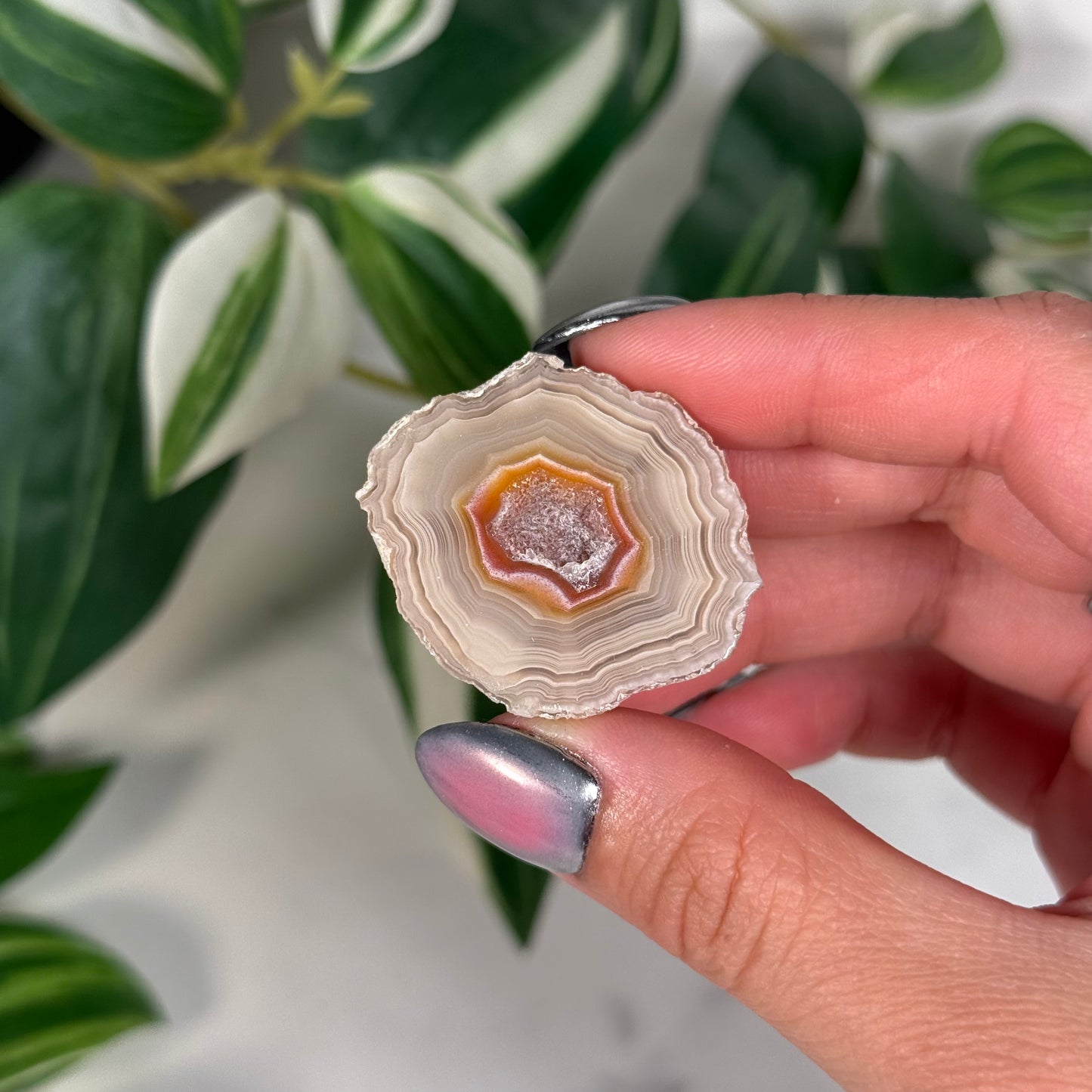 Laguna agate 65